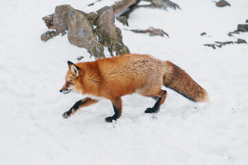 Cute fox on snow in winter season at Zao fox village, Miyagi prefecture, Japan. landmark and...