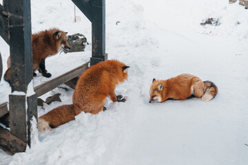 Cute fox on snow in winter season at Zao fox village, Miyagi prefecture, Japan. landmark and...