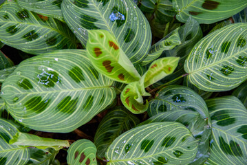 Houseplant ,Maranta Leuconeura Kerchoveana, in Paris