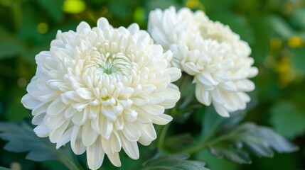 Chrysanthemum 'Atsumono' in full bloom with a white flower center