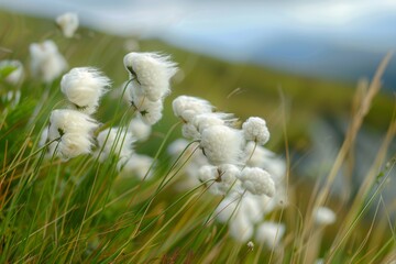 Spring German cotton grass close-up