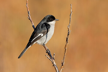 A fiscal flycatcher (Melaenornis silens) perched on a branch, South Africa.