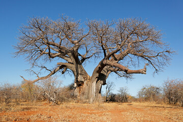 Large baobab tree (Adansonia digitata) in savanna during the dry season, Limpopo province, South...