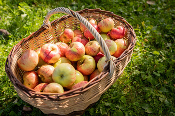 Red apple.Harvesting apples. Ripe juicy apples in a wicker basket against the background of green grass in the sun. Fresh organic food from farm