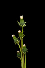 Dandelion with seeds against a black background.