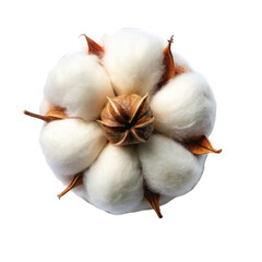 Cotton flower top view isolated on transparent background