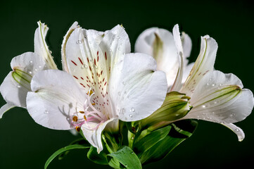 Blooming white Alstroemeria on a green background