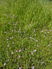 field of purple wildflowers