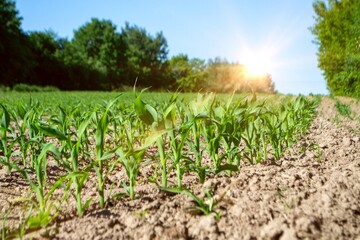 fields planted with corn. green corn sprouts in a field at a ranch. High quality photo