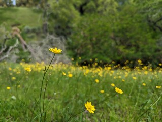 yellow wildflowers in a grassy meadow