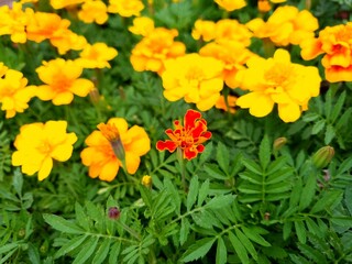 Yellow and red marigold flowers