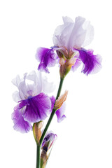 iris flower on the white