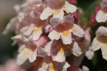 Nahaufnahme pinkfarbene Blüten