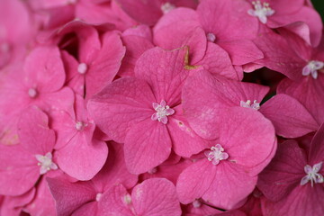 Nahaufnahme pinkfarbene Blüten