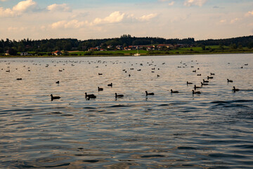Many coots (fulica atra), a common species of waterfowl, in Schafwaschener Bucht on Lake Chiemsee,...