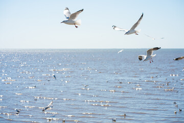 Group of seagull hunting on sea beach bay