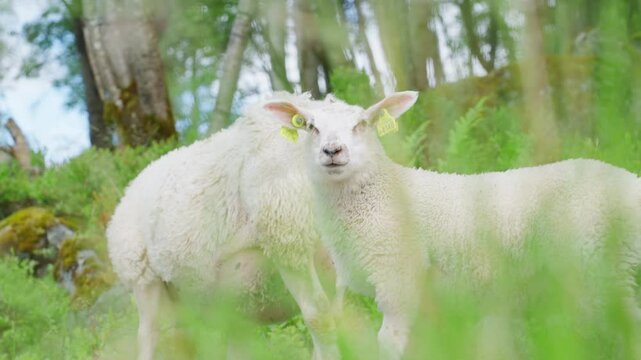 Two sheep grazing in a lush, green meadow in Innerdalen, Norway during a sunny day