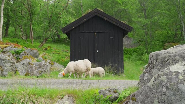 Sheep grazing in front of a wooden shed in a lush, green valley in Innerdalen, Norway