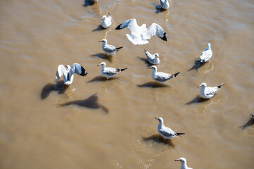 Group of seagull hunting on sea beach bay