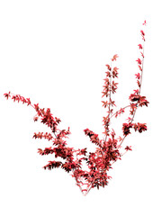 3D Rendering Bramble Plant on White