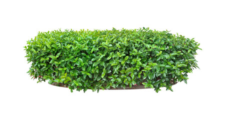 Obraz premium Ixora, Ornamental plants and Green leafed bushes. (shrub) Square shape. For making fences and decorating the garden for beauty.