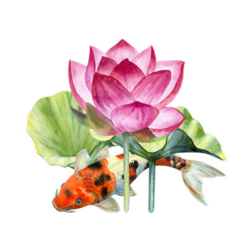 recommend clip art: Watercolor Illustration of golden Koi carp fish with lotus flower isolated on a white background.