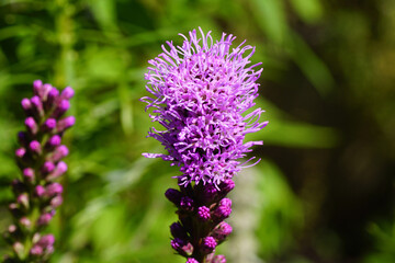 Liatris spicata, dense blazing star, prairie feather, gayfeather, button snakewort. Closeup purple, pink flowers. Dutch garden, summer, July. 