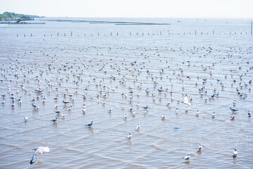 Group of seagull hunting on sea beach bay