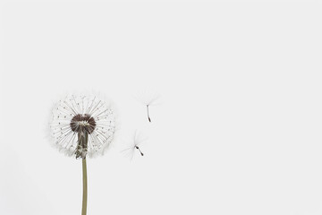 Nature-themed designs and concepts, image of a gorgeous dandelion flower. Summer white flower plant dandelion flora stem spring.