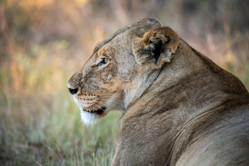 lion, Panthera leo, native to Africa and India, Lioness on kill in the okavango delta botswana