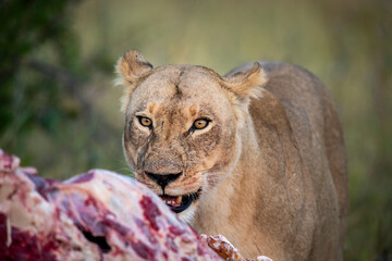 lion, Panthera leo, native to Africa and India, Lioness on kill in the okavango delta botswana