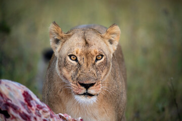 Obraz premium lion, Panthera leo, native to Africa and India, Lioness on kill in the okavango delta botswana
