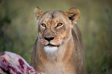 lion, Panthera leo, native to Africa and India, Lioness on kill in the okavango delta botswana