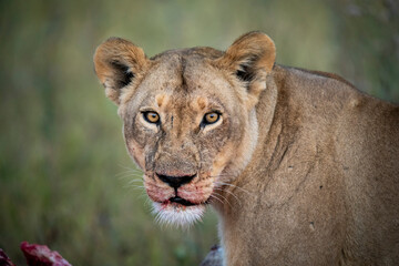 lion, Panthera leo, native to Africa and India, Lioness on kill in the okavango delta botswana