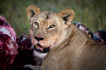 lion, Panthera leo, native to Africa and India, Lioness on kill in the okavango delta botswana