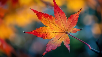 Autumn background with maple leaves and bokeh,Fall blurred background, Yellow and red maple leaves are flying and falling down. Autumnal landscape.water drop on leaf,space for text.