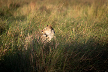 lion, Panthera leo, native to Africa and India, Lioness on kill in the okavango delta botswana