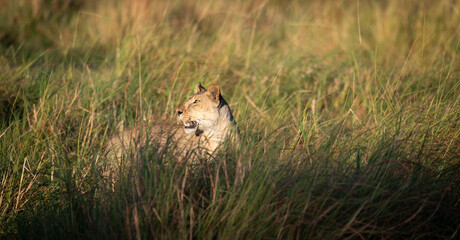 lion, Panthera leo, native to Africa and India, Lioness on kill in the okavango delta botswana