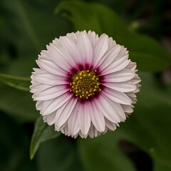 Obraz premium a flower species native to your region and research its botanical characteristics, including its lifecycle, preferred habitat, and unique adaptations