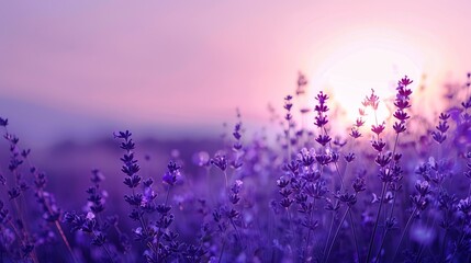 Beautiful purple scenery computer wallpaper, part of the healing series with high-quality, minimalist design, clean background, and ultra-high definition.