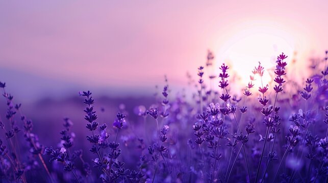 Beautiful purple scenery computer wallpaper, part of the healing series with high-quality, minimalist design, clean background, and ultra-high definition.