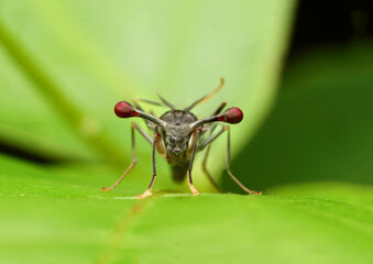 Stalk eyed Fly insects in Thailand and Southeast-Asia.