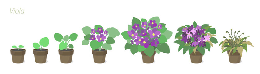 Violet Growth Stages Vector Illustration. Caring for house plants. Flower lifecycle.