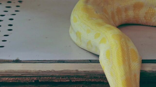 An albino burmese python or Python bivittatus slithering slowly off a table