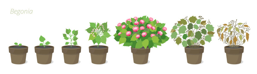 Vector Illustrations of Begonia Flower Growth in a pot. Caring for house plants. Flower lifecycle.