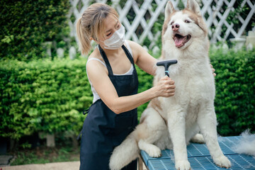 Woman combing and cleaning husky dog's fur on table