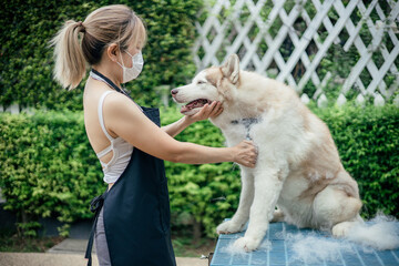 Woman combing and cleaning husky dog's fur on table