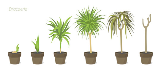 Development stages of Dracaena plant in a pot. Caring for house plants. Flower lifecycle.