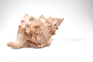 sea shell isolated on white background