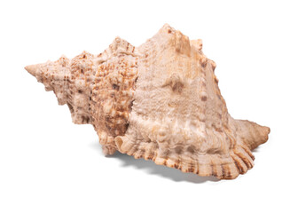 sea shell isolated on white background